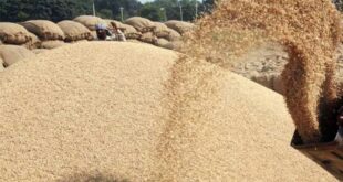 Procurement scam : उत्तर प्रदेश में करोड़ों का धान खरीद घोटाला ?
