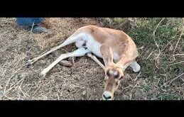 सिंभावली थाना क्षेत्र के ग्राम हाजीपुर तालाब में एक हिरण मृतक अवस्था में पाया गया है। मौके पर पहुंची हापुड़ रेंज वन विभाग की टीम ने अपने मृतक हिरण को अपने कब्जे में ले लिया है।