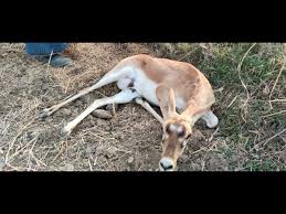 Deer dead body : सिंभावली थाना क्षेत्र के ग्राम हाजीपुर तालाब में एक हिरण मृतक अवस्था में पाया ?