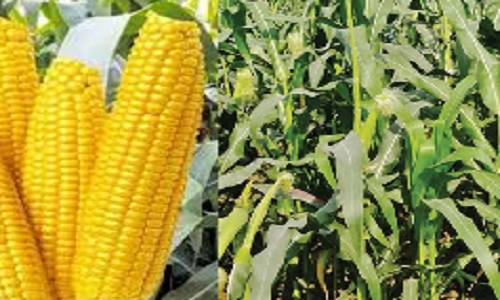 Encouraging farming : खूबियों के नाते ही योगी सरकार मक्के की खेती को दे रही प्रोत्साहन ?