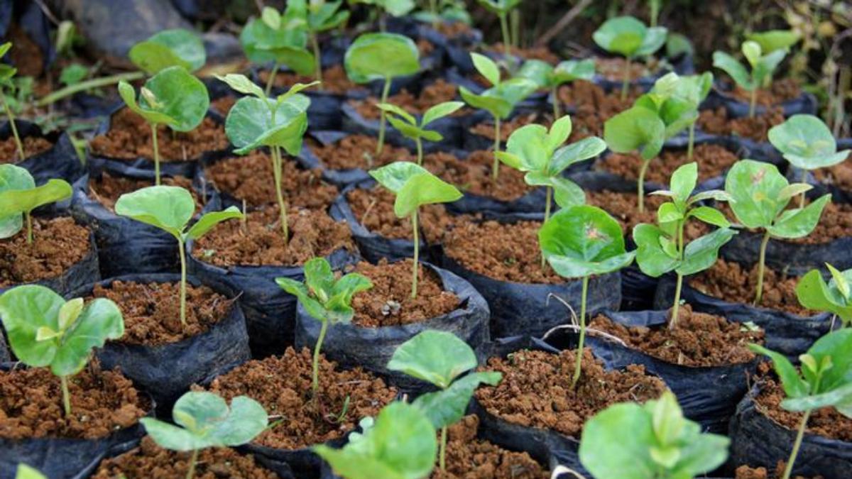 Plantation : पहली से सात जुलाई तक उत्तर प्रदेश में 35 करोड़ पौधरोपण करेगी योगी सरकार ?