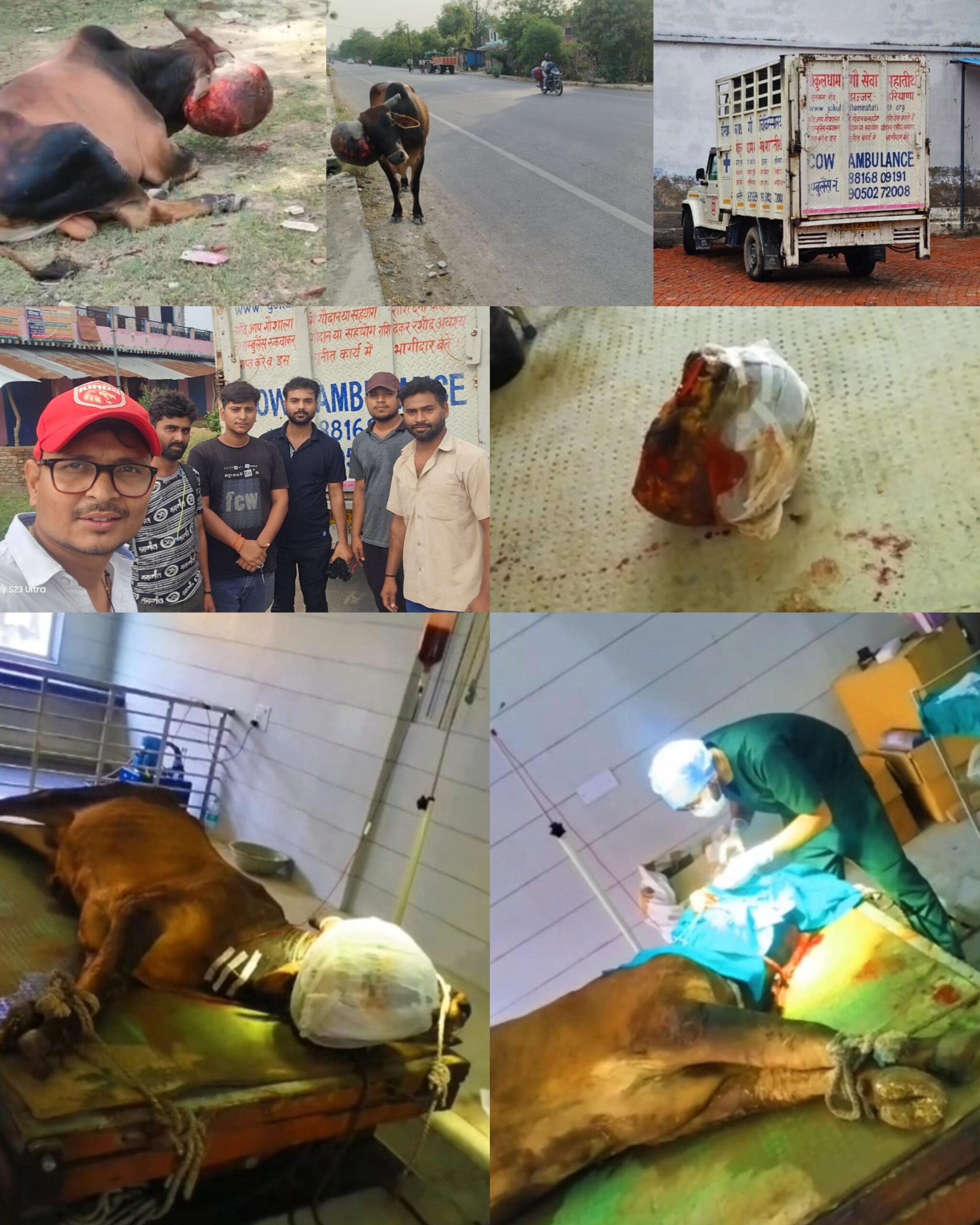 The bull was sent : यूपी के सुल्तानपुर से हरियाणा भेजा गया सांड ?
