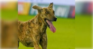 Stray Dogs In Amethi: अमेठी में आवारा कुत्तों का आतंक: 6 महीने में 18,907 लोगों पर किया हमला