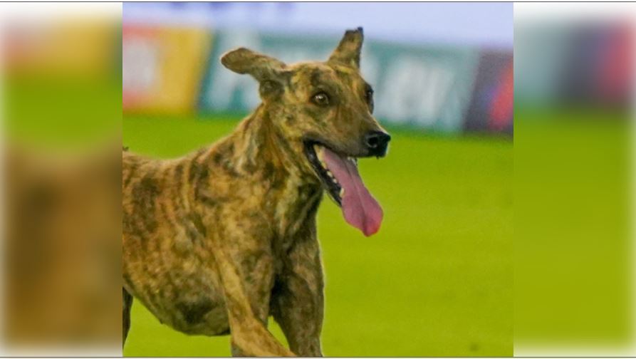 Stray Dogs In Amethi: अमेठी में आवारा कुत्तों का आतंक: 6 महीने में 18,907 लोगों पर किया हमला