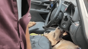 Life of a pet dog : वृंदावन: कार में बंद कर मंदिर चला गया श्रद्धालु, तेज धूप और गर्मी से तड़पकर चली गई पालतू कुत्ते की जान ?