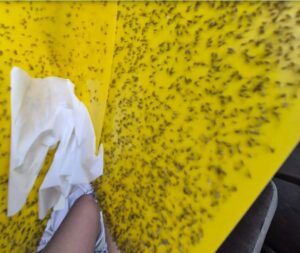 Mosquito-borne diseases : मानसून अपने साथ लाता है मच्छर जनित रोगों का खतरा, हजारों लोग होते हैं प्रभावित ? 