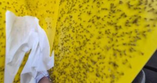 Mosquito-borne diseases : मानसून अपने साथ लाता है मच्छर जनित रोगों का खतरा, हजारों लोग होते हैं प्रभावित ?