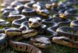 Serpent Day : 16 जुलाई: विश्व सर्प दिवस पर सांपों को लेकर जागरूकता का संदेश