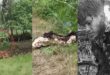 Tiger rampage : पीलीभीत में बाघ का कहर: महिला की मौत, दो घायल, 65 दिन में सातवां हमला