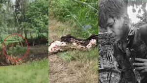 Tiger rampage : पीलीभीत में बाघ का कहर: महिला की मौत, दो घायल, 65 दिन में सातवां हमला