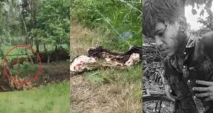 Tiger rampage : पीलीभीत में बाघ का कहर: महिला की मौत, दो घायल, 65 दिन में सातवां हमला