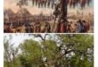 That tree of Fatehpur : बावन इमली: फतेहपुर का वो पेड़, जहां झूल गई थी 52 आजादी की चिंगारियां ?