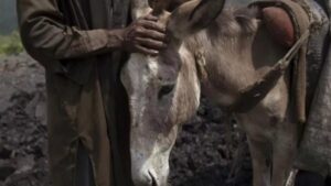 Capital Islamabad : पाकिस्तान की राजधानी इस्लामाबाद से एक चौंकाने वाला मामला सामने आया है ?