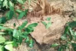 Forest officials silent : वन विभाग की मिलीभगत से प्रतिबंधित पेड़ों की कटाई:अमेठी में तीन महीने से चल रहा अवैध कटान, वन अधिकारी मौन