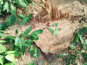 Forest officials silent : वन विभाग की मिलीभगत से प्रतिबंधित पेड़ों की कटाई:अमेठी में तीन महीने से चल रहा अवैध कटान, वन अधिकारी मौन
