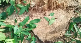 Forest officials silent : वन विभाग की मिलीभगत से प्रतिबंधित पेड़ों की कटाई:अमेठी में तीन महीने से चल रहा अवैध कटान, वन अधिकारी मौन