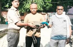 Administrative negligence : घायल मोर की मदद में प्रशासन लापरवाही, ग्रामीण जुटे ?