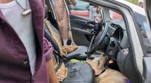 Couple seriously injured : मानकी मंदिर से लौटते समय हादसा, कुत्ते से टकराई बाइक, दंपति गंभीर घायल ?