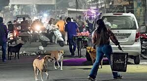 The need for balance : आवारा कुत्तों को खाना खिलाने से जुड़ा वायरल वीडियो: पशु-प्रेम और सामाजिक जिम्मेदारी के बीच संतुलन की ज़रूरत ?