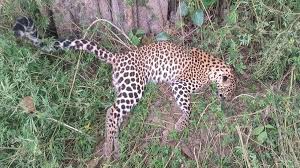 Leopard video goes viral : शामली: एलम क्षेत्र में फिर दिखा तेंदुआ, वीडियो वायरल, वन विभाग तलाश में जुटा