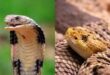 The snake ate : नशे में सांप खा गया युवक, डाक्टरों ने किया रेफर