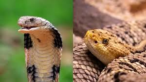 The snake ate : नशे में सांप खा गया युवक, डाक्टरों ने किया रेफर