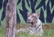 White Tiger : सफेद बाघ की फेल हुई किडनी, चली गई जान व्हाइट टाइगर सफारी में तीन बाघों की हो चुकी मौत ?