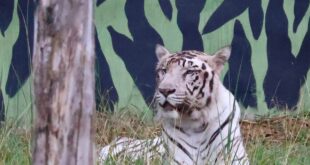 White Tiger : सफेद बाघ की फेल हुई किडनी, चली गई जान व्हाइट टाइगर सफारी में तीन बाघों की हो चुकी मौत ?