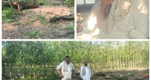 Accused : शामली में अवैध पेड़ कटाई करते आरोपी पकड़े गए, कांस्टेबल पर वसूली का आरोप लगा ?