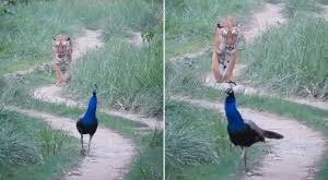 Rare Moment : जंगल में मोर नाचा किसने देखा टाइगर ने भागे जा रहे राष्ट्रीय पक्षी को ऐसे निहारा की कैप्चर हो गया रेयर मोमेंट ?