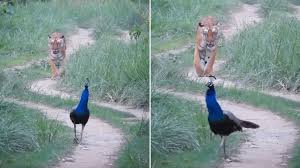 Rare Moment : जंगल में मोर नाचा किसने देखा टाइगर ने भागे जा रहे राष्ट्रीय पक्षी को ऐसे निहारा की कैप्चर हो गया रेयर मोमेंट ?