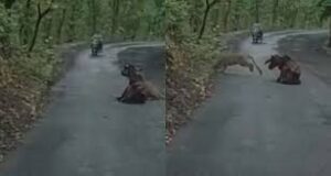 Cow jaws : सड़क पर गाय को जबड़े में दबाए बैठा था तेंदुआ, फिर हुआ कुछ ऐसा जिसे देख सब हैरान ?