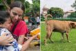 Final Verdict : सुप्रीम कोर्ट द्वारा आवारा कुत्तों पर अंतिम निर्णय (22 अगस्त 2025) ?