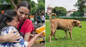 Final Verdict : सुप्रीम कोर्ट द्वारा आवारा कुत्तों पर अंतिम निर्णय (22 अगस्त 2025) ?