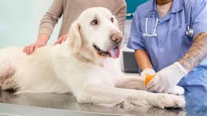 Guidelines : भारत में पहली बार जानवरों को खून चढ़ाने और ब्लड बैंक के लिए बने नियम, जानिए क्या हैं गाइडलाइंस ?