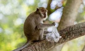 Rain of notes : बाइक की डिक्की से बंदर ने निकाला बैग, फिर पेड़ पर चढ़कर करने लगा नोटों की बारिश ?