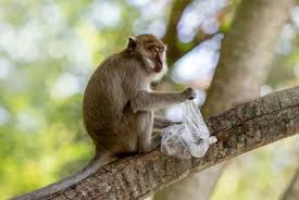 Rain of notes : बाइक की डिक्की से बंदर ने निकाला बैग, फिर पेड़ पर चढ़कर करने लगा नोटों की बारिश ?