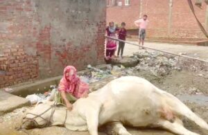 Painful death : लोनी में बिजली विभाग की लापरवाही से एक और बैल की दर्दनाक मौत ?