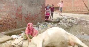 Painful death : लोनी में बिजली विभाग की लापरवाही से एक और बैल की दर्दनाक मौत ?