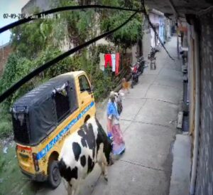 Panic among passersby : संभल में आवारा सांड ने राह चलती महिला पर बोला हमला, अस्पताल में चल रहा इलाज, राहगीरों में दहशत ?