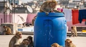 Cot : मां नहाने गई, चारपाई पर सो रहे 3 महीने के मासूम को उठा ले गया बंदर पानी से भरे ड्रम में फेंका चली गई जान ?