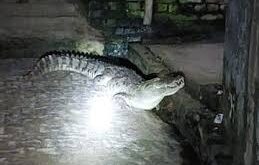 life has come : गांव में पहुंचा अनचाहा मेहमान, घर के दरवाजे पर विशालकाय मगरमच्‍छ को देख हलक में आ गई जान ?