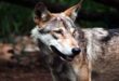 Wolf's rampage : बहराइच में भेड़िए का कहर, 4 साल की बच्ची को बनाया निवाला