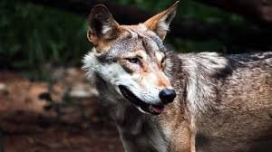 Wolf's rampage : बहराइच में भेड़िए का कहर, 4 साल की बच्ची को बनाया निवाला
