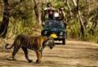 By touching death : रामनगर जंगल में गश्त पर निकले वनकर्मी, अठखेलियां करते सामने आए 3 बाघ, ऐसा लगा मौत छूकर टक से वापस आए ?