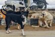 Stray dogs : यूपी में आवारा कुत्तों को होगी उम्रकैद की सजा! योगी सरकार ने जारी कर दिया आदेश ?