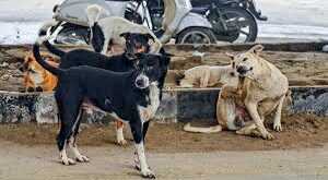 Stray dogs : यूपी में आवारा कुत्तों को होगी उम्रकैद की सजा! योगी सरकार ने जारी कर दिया आदेश ?