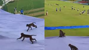 IND vs BAN: अब कानपुर स्टेडियम में 'भागम भाग', लंगूर बंदरों की लगाई गई ड्यूटी; भारत-बांग्लादेश मैच का है मामला ?
