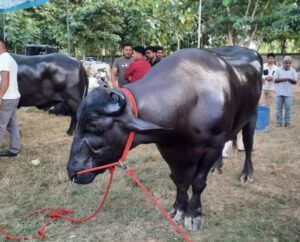 Legislator : नाम है विधायक, बादाम, काजू और घी खाता है यह भैंसा, दूर-दूर से देखने आते हैं लोग, करोड़ों में है इसकी कीमत ?