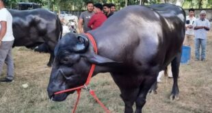 Legislator : नाम है विधायक, बादाम, काजू और घी खाता है यह भैंसा, दूर-दूर से देखने आते हैं लोग, करोड़ों में है इसकी कीमत ?